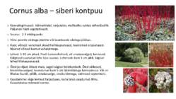 Ilukirss ja-õunapuu-kontpuu-magesõstar #10