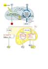 Bioloogia 3-kursus-metabolism-ATP-fotosüntees-rakuhingamine-käärimine #6