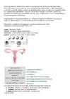 Bioloogia 3-kursus-Rakutsükkel-kromosoom-mitoos-meioos-ontogenees-menstruaaltsükkel #5