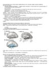 Neuropsühholoogia kordamisküsimused #15