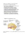 Neuropsühholoogia #20