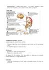 Neuropsühholoogia #23