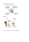 Neuropsühholoogia #7