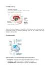 Neuropsühholoogia #8