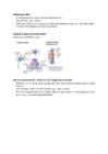 Neuropsühholoogia #10