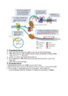 Mikrobioloogia kordamisküsimused 3 osa #2