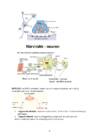 Neuroloogia 2 kursus #2