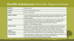 Puittaime liigid-tutvustus-31tk #11