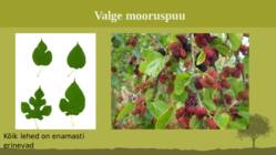 Puittaime liigid-tutvustus-31tk #105