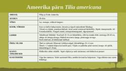 Puittaime liigid-tutvustus-31tk #107