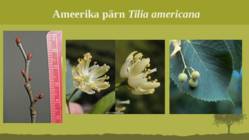 Puittaime liigid-tutvustus-31tk #109