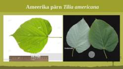 Puittaime liigid-tutvustus-31tk #110