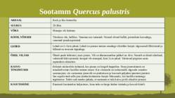 Puittaime liigid-tutvustus-31tk #112