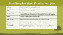 Puittaime liigid-tutvustus-31tk #119