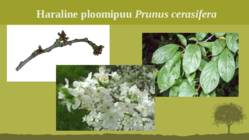 Puittaime liigid-tutvustus-31tk #120