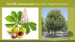 Puittaime liigid-tutvustus-31tk #13