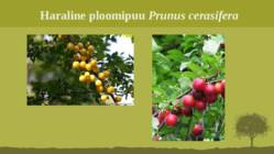Puittaime liigid-tutvustus-31tk #121