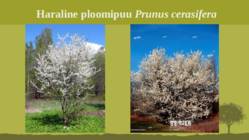 Puittaime liigid-tutvustus-31tk #122