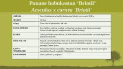 Puittaime liigid-tutvustus-31tk #123