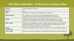 Puittaime liigid-tutvustus-31tk #127