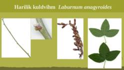 Puittaime liigid-tutvustus-31tk #128
