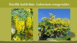 Puittaime liigid-tutvustus-31tk #129