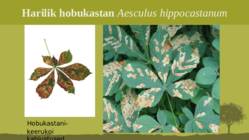 Puittaime liigid-tutvustus-31tk #14