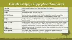 Puittaime liigid-tutvustus-31tk #131