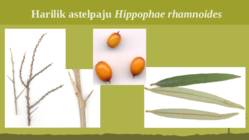 Puittaime liigid-tutvustus-31tk #132