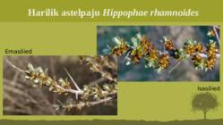 Puittaime liigid-tutvustus-31tk #133
