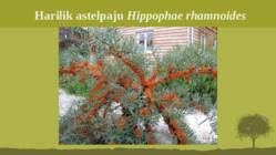 Puittaime liigid-tutvustus-31tk #134