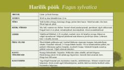 Puittaime liigid-tutvustus-31tk #15