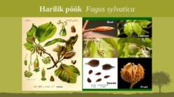 Puittaime liigid-tutvustus-31tk #18