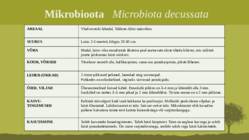 Puittaime liigid-tutvustus-31tk #3