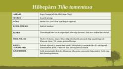 Puittaime liigid-tutvustus-31tk #23