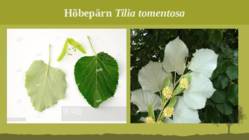 Puittaime liigid-tutvustus-31tk #25