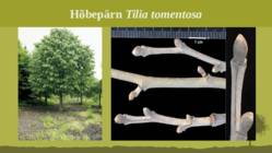 Puittaime liigid-tutvustus-31tk #26