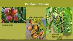 Puittaime liigid-tutvustus-31tk #30