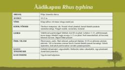 Puittaime liigid-tutvustus-31tk #32