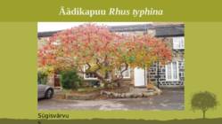 Puittaime liigid-tutvustus-31tk #35