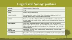 Puittaime liigid-tutvustus-31tk #36