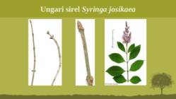 Puittaime liigid-tutvustus-31tk #37