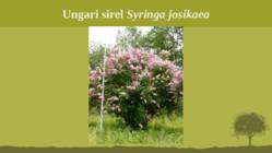 Puittaime liigid-tutvustus-31tk #38
