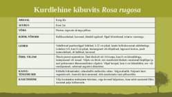 Puittaime liigid-tutvustus-31tk #39