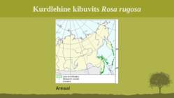 Puittaime liigid-tutvustus-31tk #40