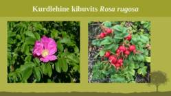 Puittaime liigid-tutvustus-31tk #41