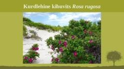 Puittaime liigid-tutvustus-31tk #42