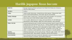 Puittaime liigid-tutvustus-31tk #44