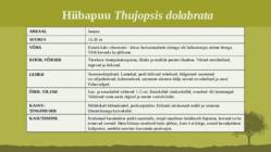 Puittaime liigid-tutvustus-31tk #48