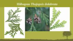 Puittaime liigid-tutvustus-31tk #49
